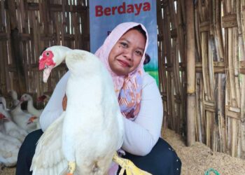 Peternak Pemula Wajib Tahu! Ini Cara bedakan Bebek Luxime dan Bebek Jumbo Yang Menghasilkan Ekonomi