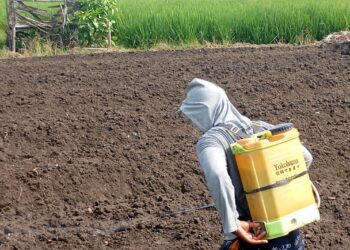 PETANI BINAAN LOKADESA TERAPKAN SOP BUDIDAYA BAWANG MERAHUNTUK CAPAI TARGET PRODUKSI OPTIMAL