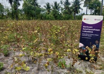 Lewat Pertanian Terpadu Petani Binaan Lokadesa Panen 100 Kg Kacang Kuning di Panen Pertama