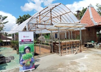Dari Pekarangan Jadi Greenhouse: Upaya Lokadesa Dorong Pertanian Berkelanjutan di Gunungkidul