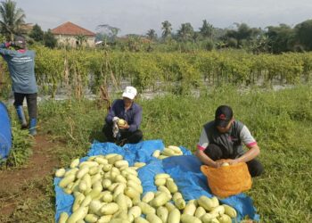 Panen Hari Pertama Timun Suri Jawara Farm Binaan Lokadesa, 1.250 Pohon Siap Penuhi Kebutuhan Ramadhan