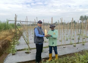 Jawara Farm Tembus Panen 1 Ton Timun Suri, Ini Kunci di Balik Keberhasilannya
