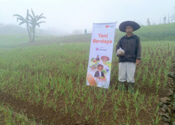Optimalisasi Lahan di Lereng Lawu, Petani Blumbang Tanam Wortel dengan Sistem Tumpang Sari