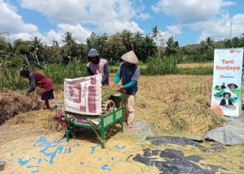Panen Perdana Petani Triwidadi Meningkat Berkat Program Tani Berdaya