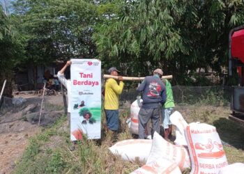 Wujudkan Kemandirian Ekonomi Desa Melalui Momentum Panen Raya Padi dalam Program Petani Berdaya di Desa Gelanggang