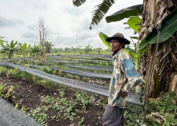 Optimalkan Lahan Gambut, Lokadesa Dampingi Petani Jahe di Rasau Jaya Satu Pasca Kekeringan