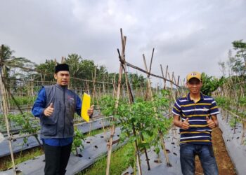 Pendampingan Budidaya Cabe Rawit Domba di Ciamis: Upaya Menjaga Produktivitas Tanaman di Tengah Tantangan Hama