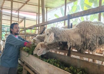 Dari Kandang ke Pasar: 13 Anakan Lahir dalam Sebulan, Nirvana Farm Bumiroso Tunjukkan Perkembangan Pesat